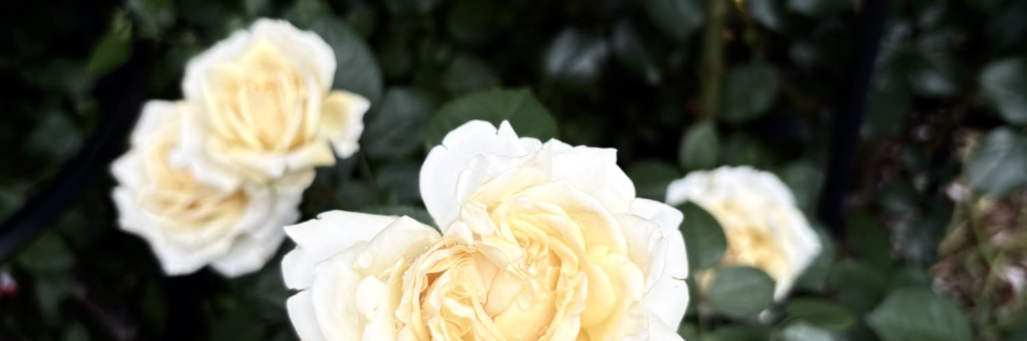 蟹 banner