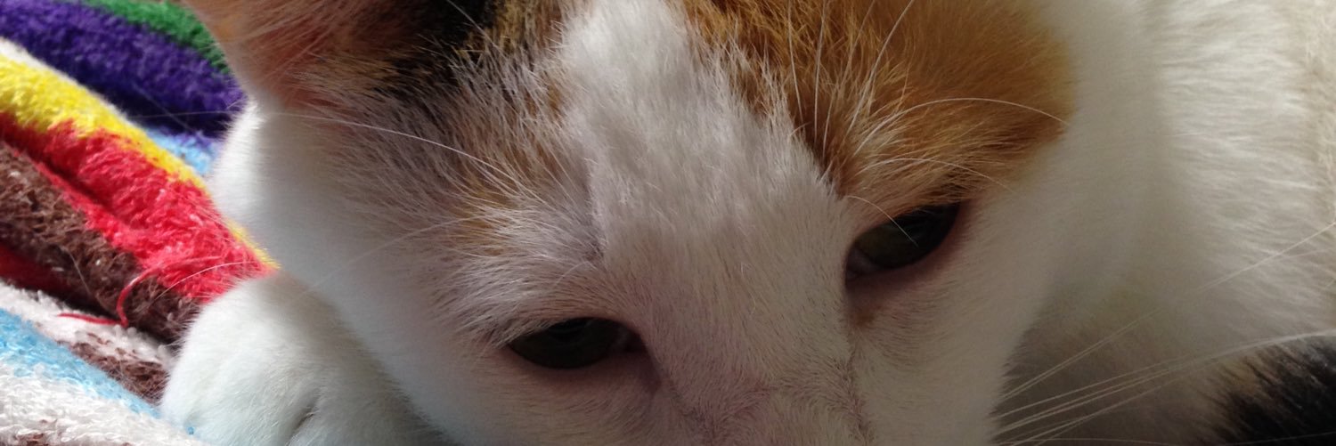 ricollcat1's profile banner image