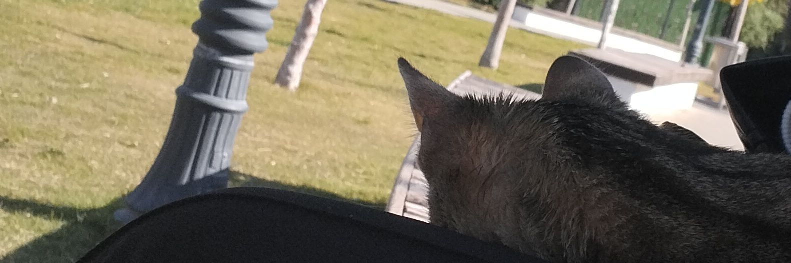 Aeeeyyaaaa's profile banner image