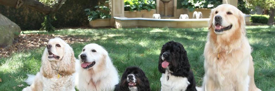 Oprah Winfrey banner