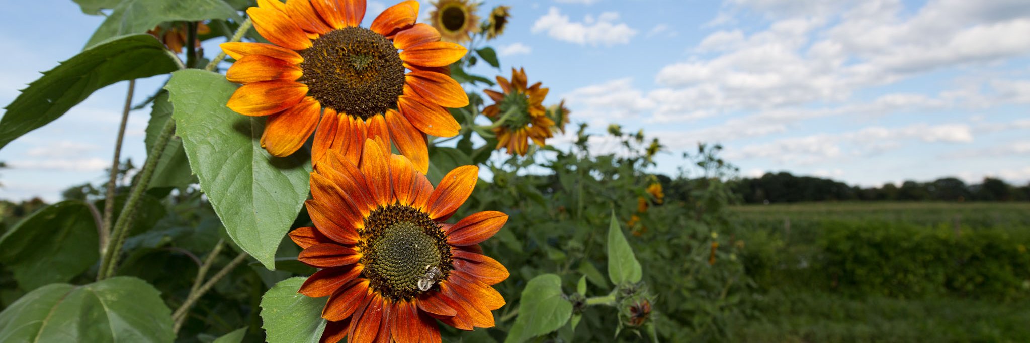 Lindsey Lusher Shute banner