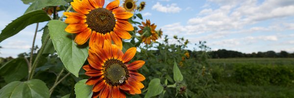 LLShute Profile Banner