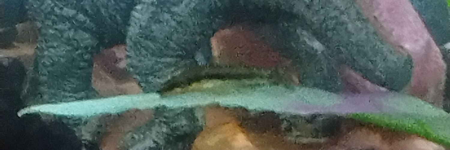 ✨️💫🐉SpaceBugZ🐉💫✨️'s banner