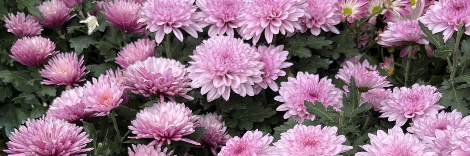 🪷 𝓠ila 🪷 banner