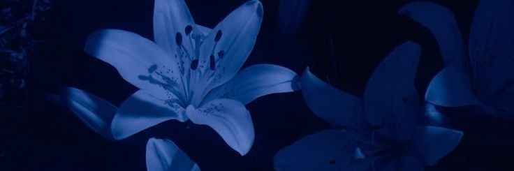 vallyofly's profile banner image