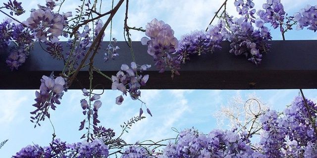 Ivolyne Sadqyah banner