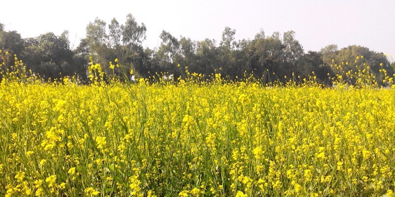 pradeepkryadav's profile banner image