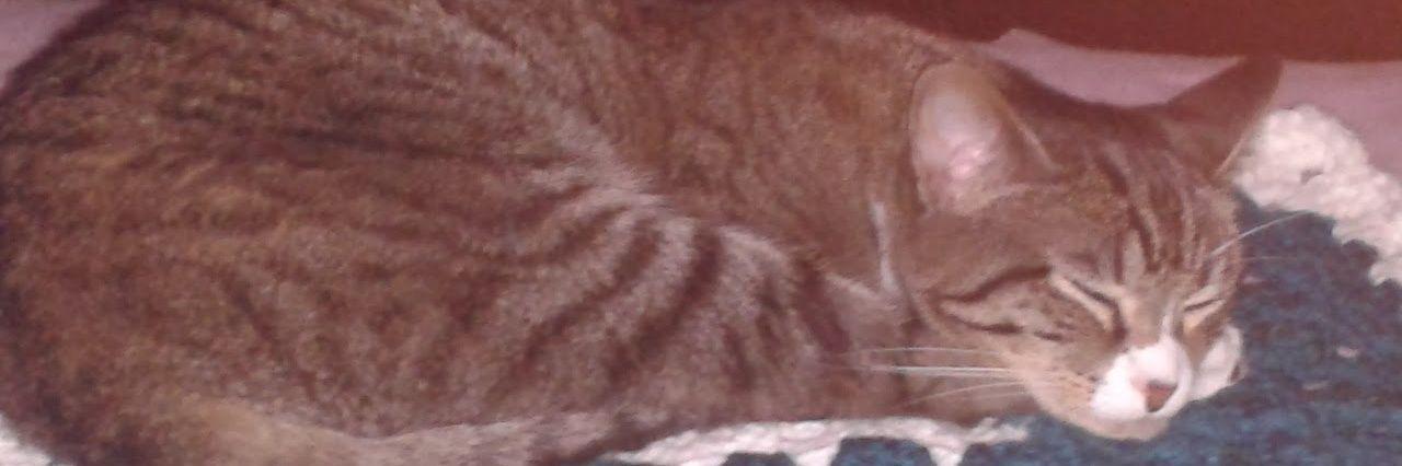 CoolCat4America's profile banner image