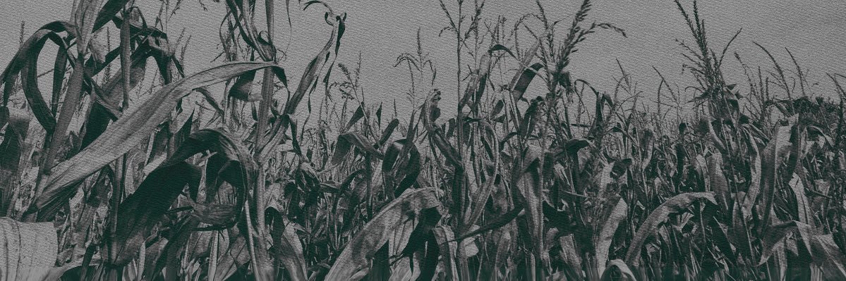 ‍‍ ‍ 𝑲𝘼𝙇. banner