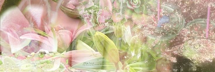 shealy ☘️ banner