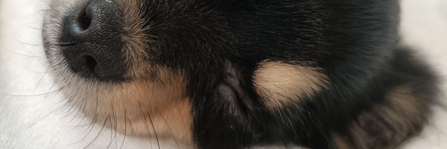 happyLifeRabbit's profile banner image