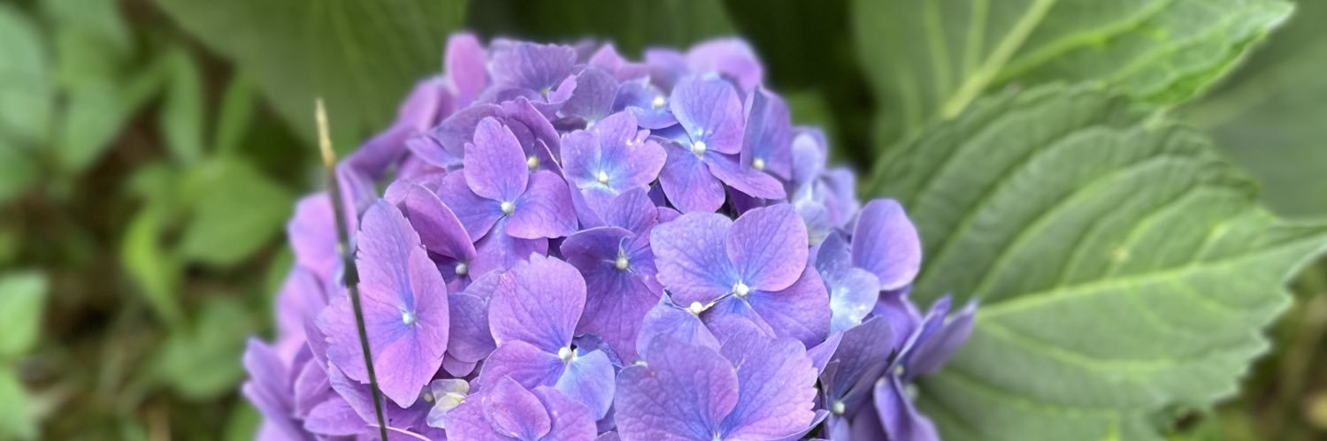 ElsbethComments's profile banner image