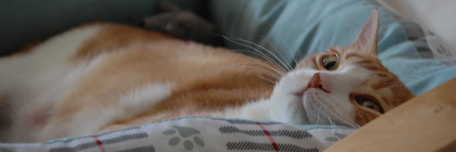 anddab's profile banner image