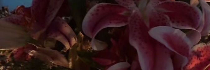 sam banner