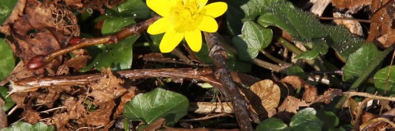 Arnout-Jan Rossenaar banner