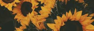 lizdorgu's profile banner image