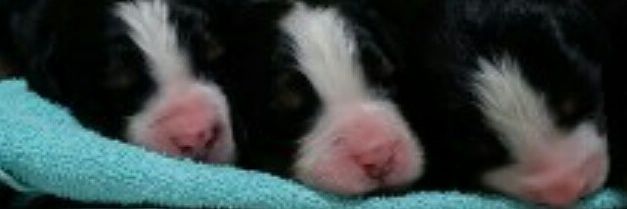 ErinKennel's profile banner image