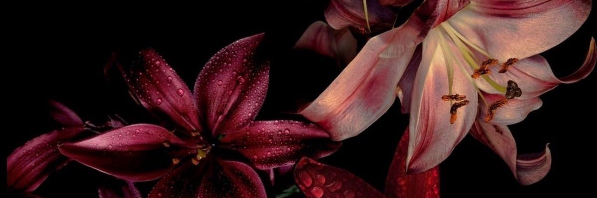 mjwelo's profile banner image