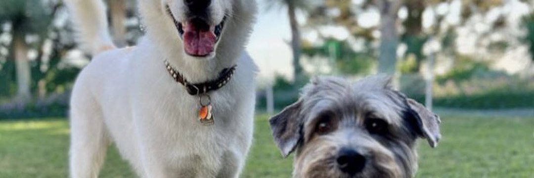 lady sonya🐾 banner