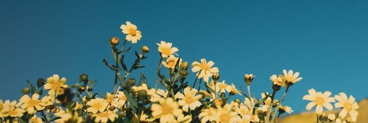 Sarah banner