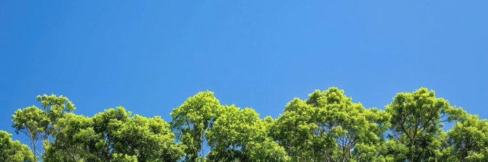 BuzzyWizz's profile banner image