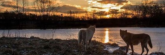Miri... 💕🐺 🇮🇹 banner