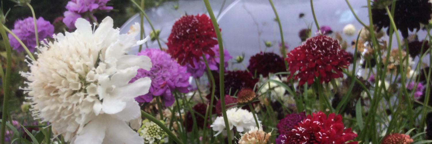 _secretgarden_'s profile banner image