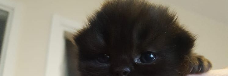 selimAAslan's profile banner image