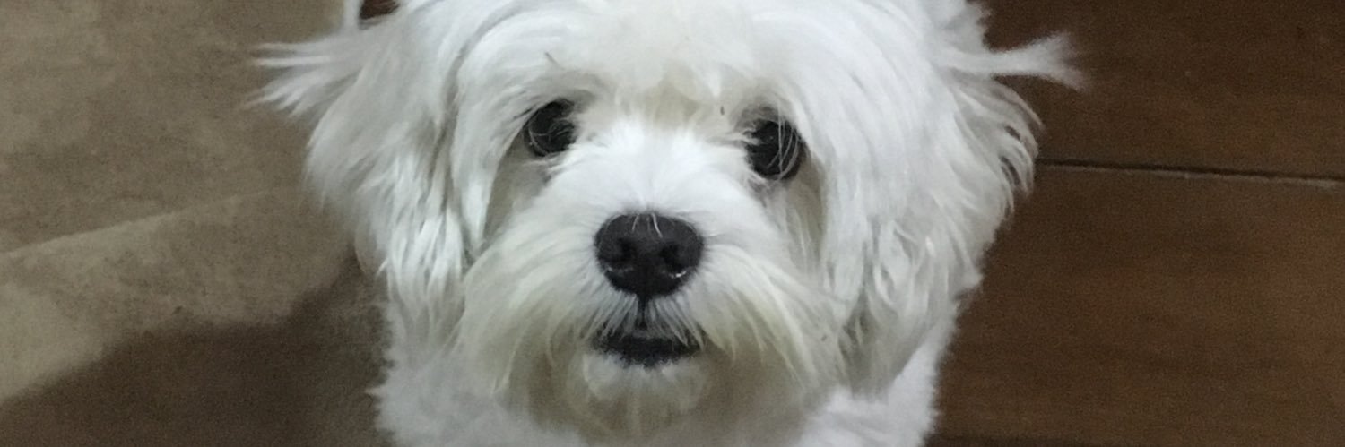 Lerimoraes's profile banner image