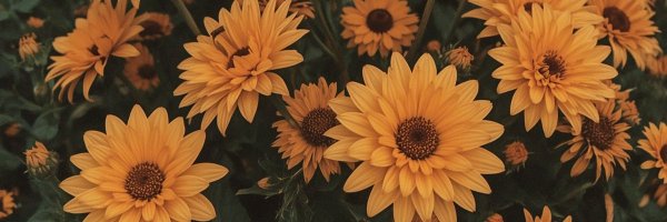 aliazma5ec Profile Banner