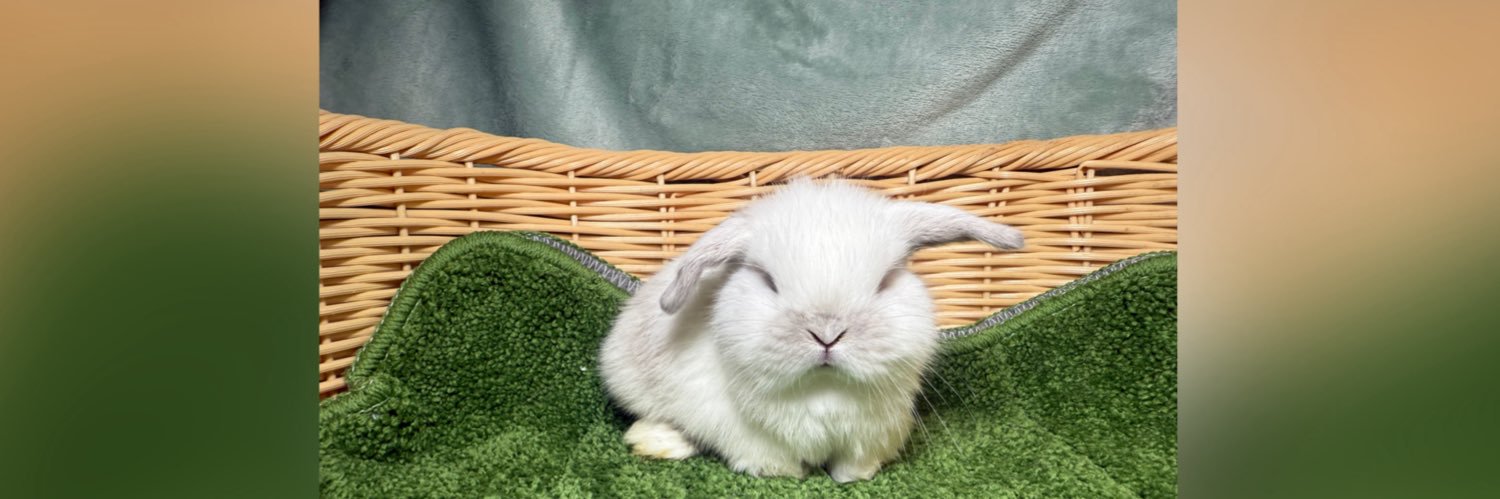 Binky_Rabbitry's profile banner image