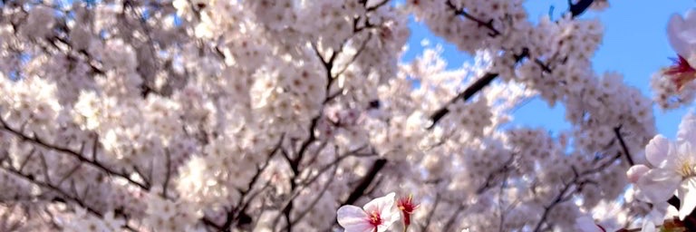 sakura7aim's profile banner image