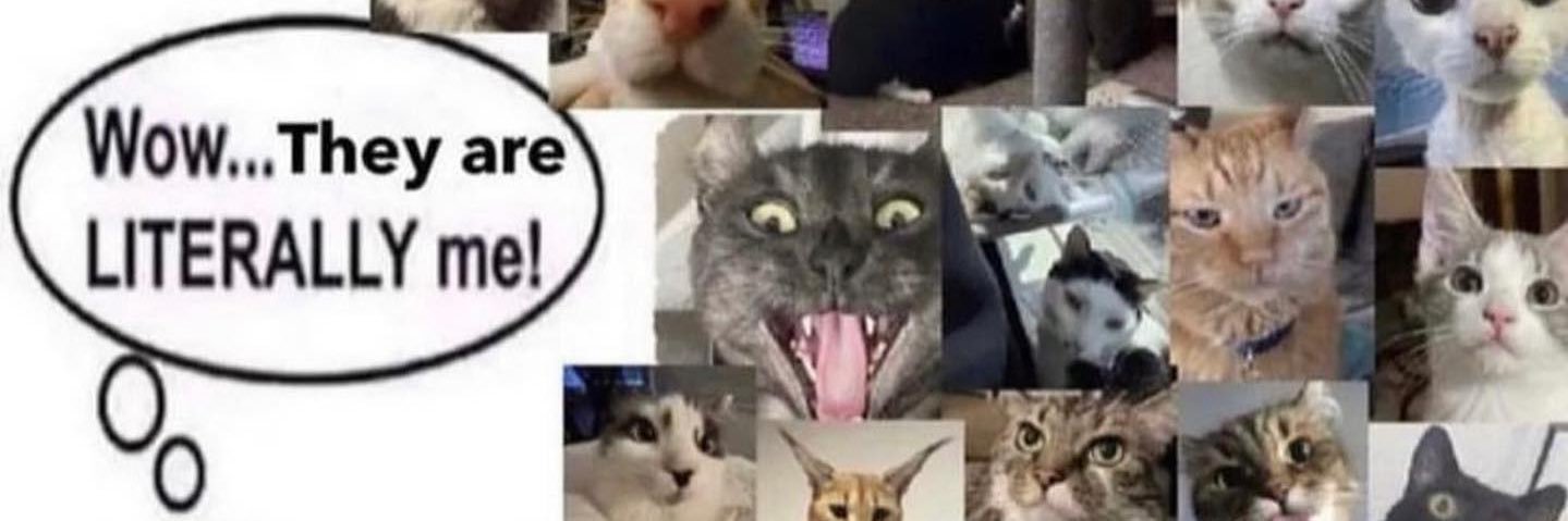 🐈 banner