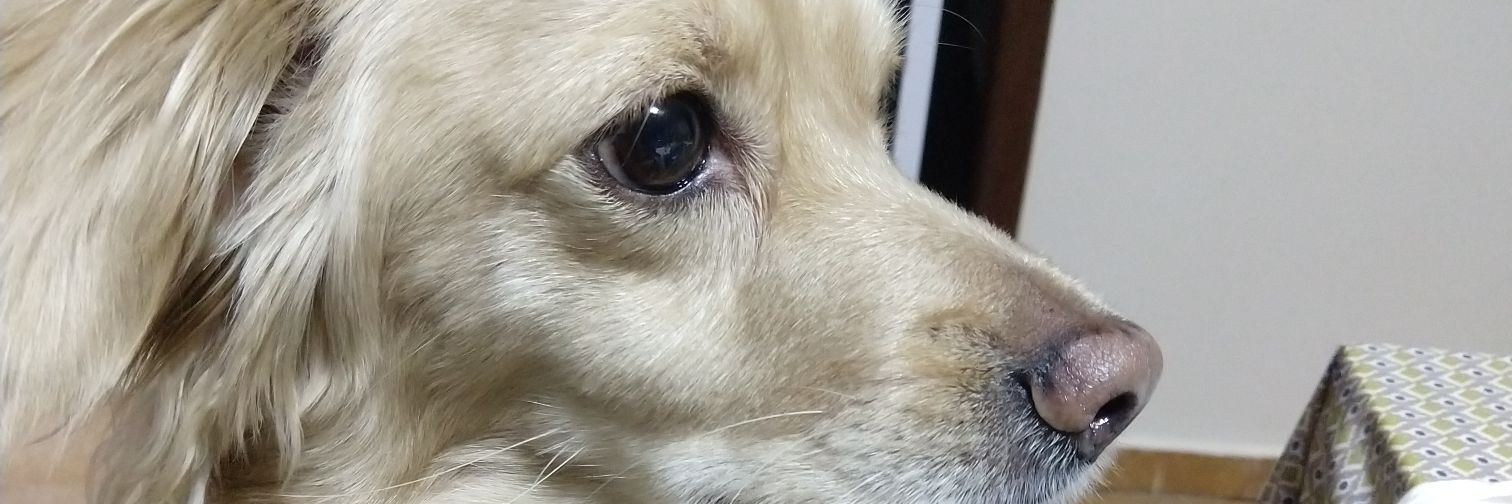 Le_Ribeiro's profile banner image