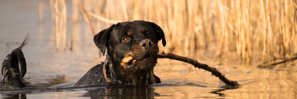 Rottweilers's profile banner image