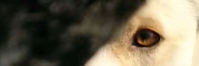 tiger291s's profile banner image