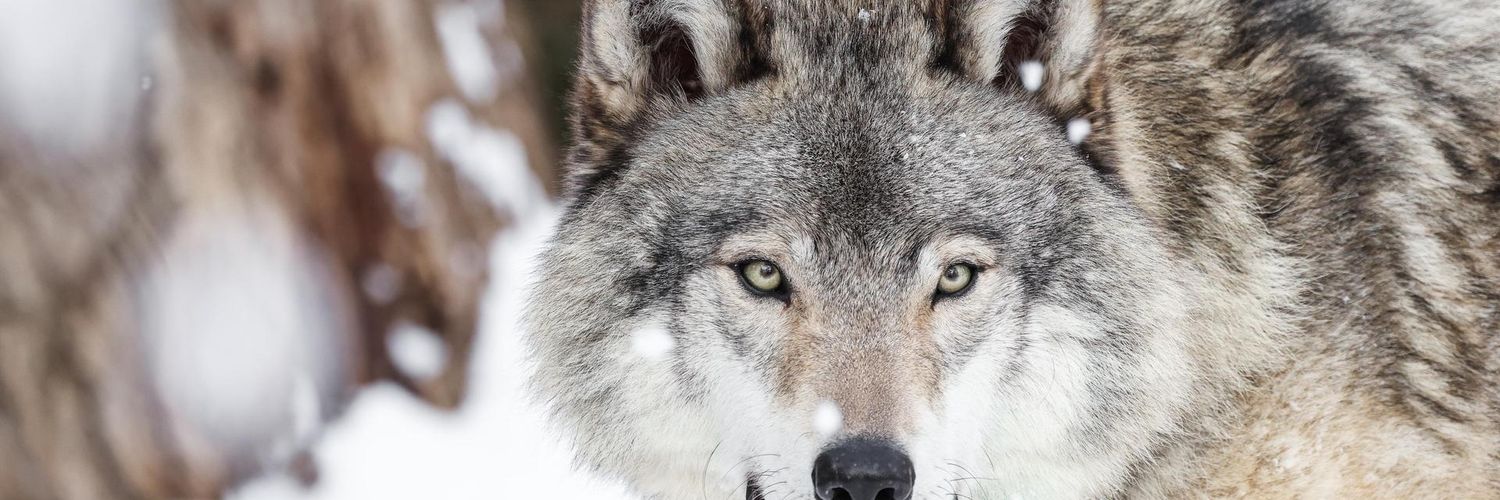 Wolf Dog (@WolfDog02134) / Posts / X