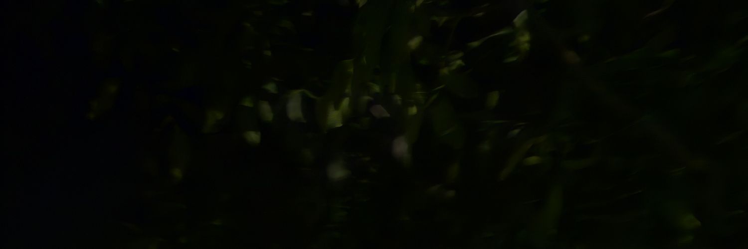 B_the_Wizard's profile banner image