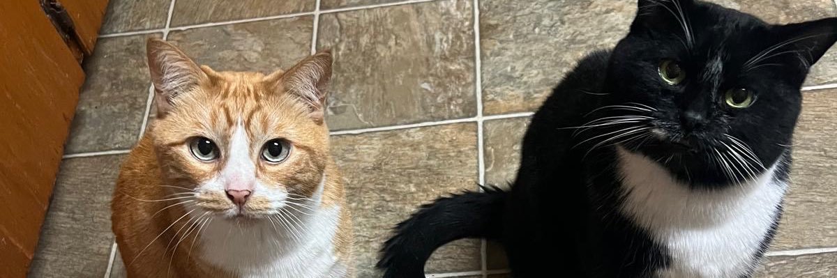 peanut & charcoal banner