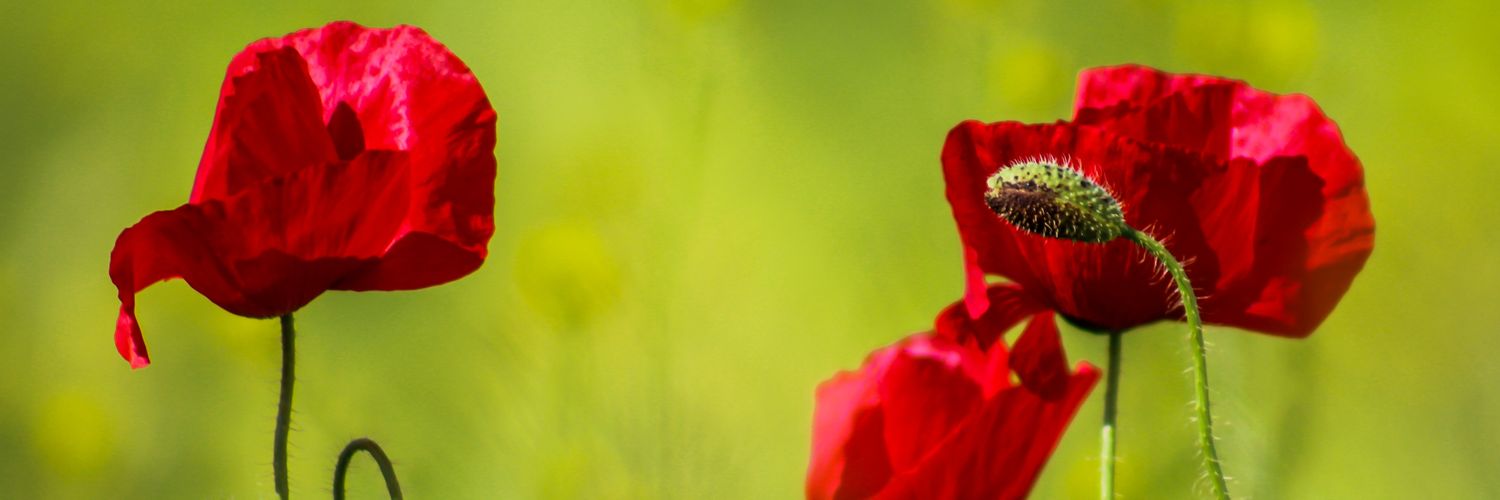 Albercano's profile banner image