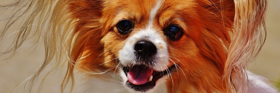 Chihuahuas's profile banner image