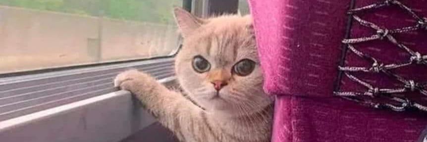 Jane Doe ☦️ 📚 banner