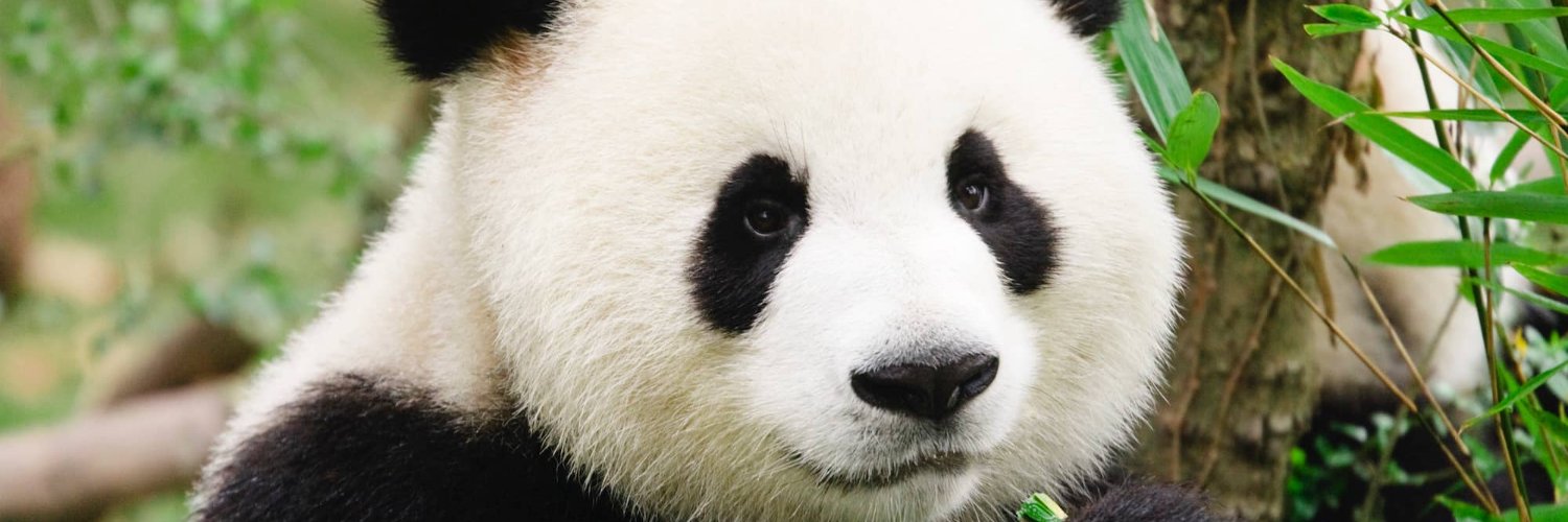 panda_trpg_4229's profile banner image