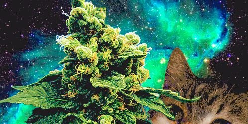 goamsx's profile banner image