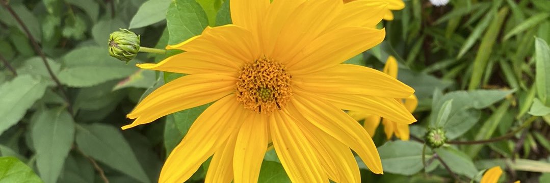 derek mortimer banner