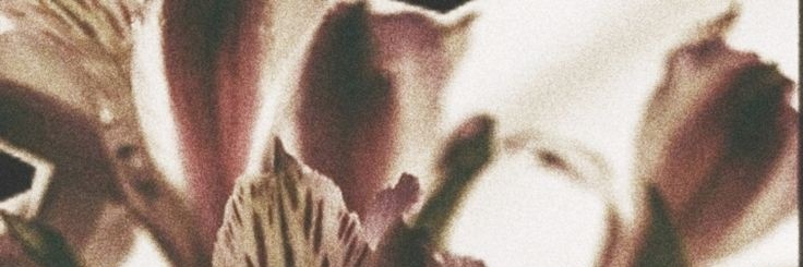 lalpliu's profile banner image