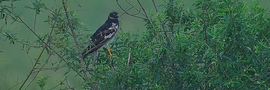 PiedHarrier's profile banner image