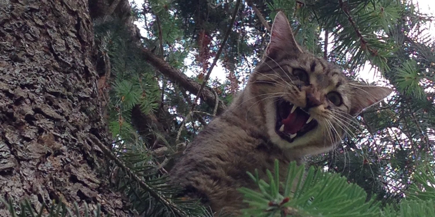 Canopy Cat Rescue banner