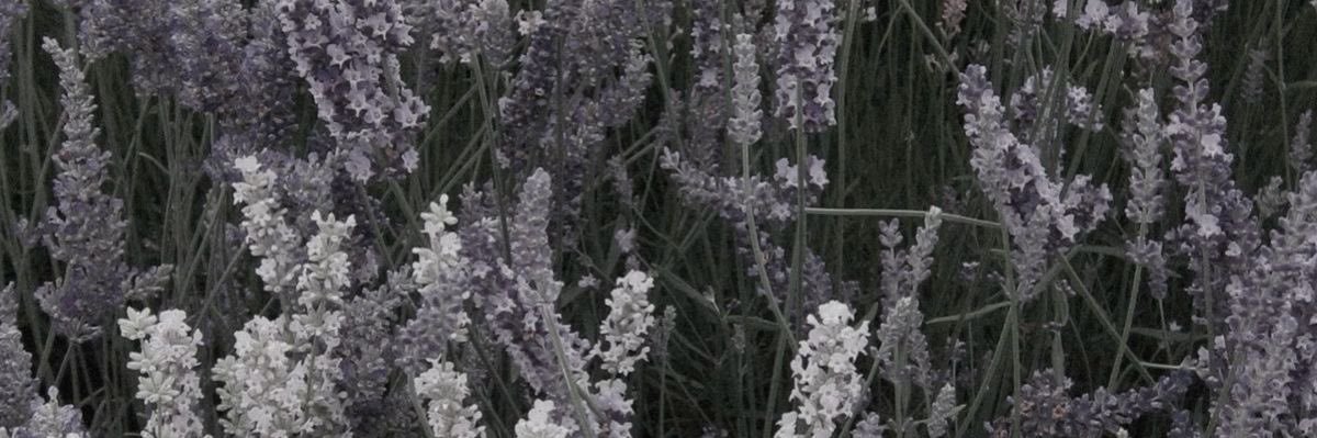 VioletxxStar's profile banner image