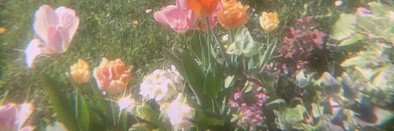 ☆ 𝓝𝑒𝓁𝓁𝒾𝑒 ★ banner